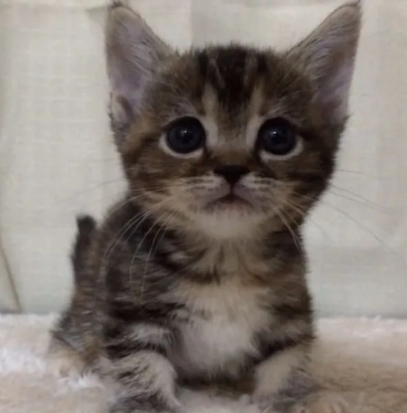 ID：1502-00263の子猫