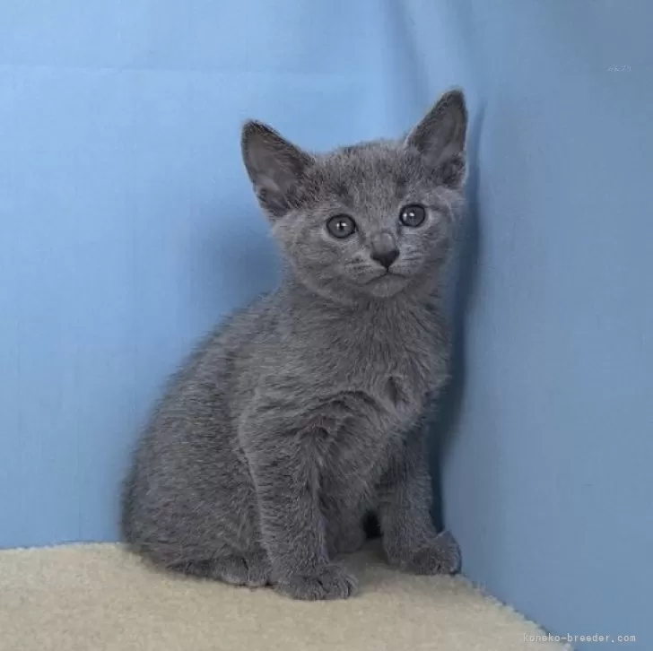 ID:2404-01589の子猫