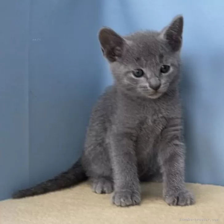 S.H 様のお迎えした子猫