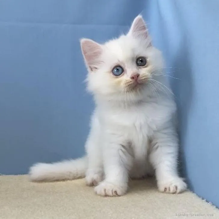 ID:2207-02376の子猫