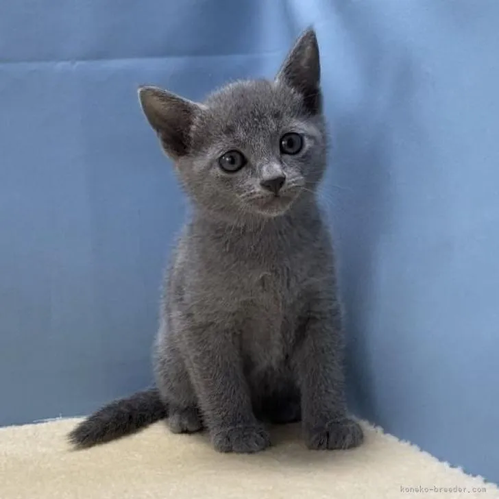 ID:2210-00675の子猫