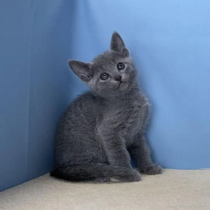 ID:2207-00576の子猫