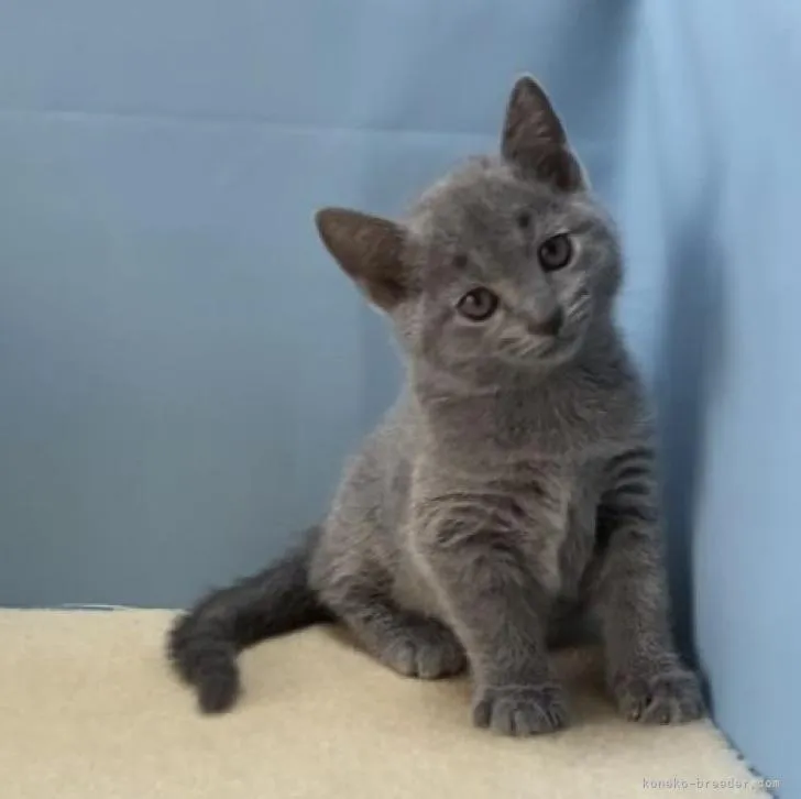 H.T 様のお迎えした子猫