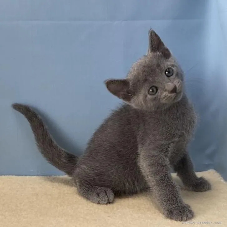 ジェニー 様のお迎えした子猫
