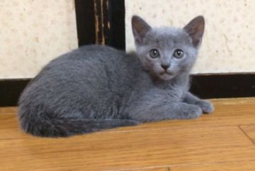 ロシアンブルー【群馬県・女の子・2015年9月7日・ブルー】の写真「カワイイ子猫です。」
