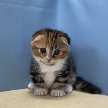 マンチカン(短足)【群馬県・女の子・2023年3月2日・キャリコ】の写真「カワイイまんまる顔の耳折れ、短足ちゃんです:)」