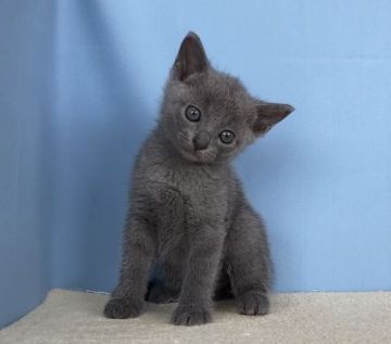 ロシアンブルー【群馬県・男の子・2020年5月20日・ブルー】の写真「カワイイ男の子です。」