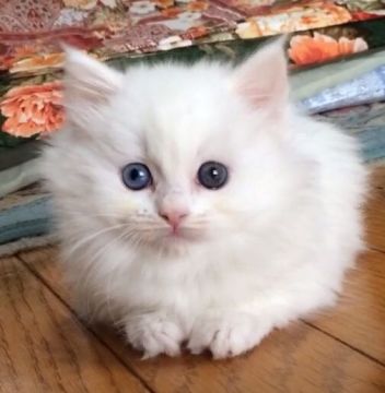 マンチカン【群馬県・女の子・2015年12月4日・ホワイト】の写真「短足ちゃんです。」