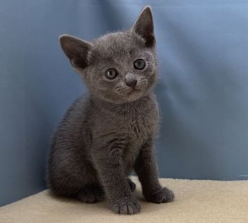 ロシアンブルー【群馬県・男の子・2021年11月11日・ブルー】の写真「カワイイ男の子です:)」