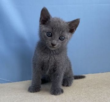 ロシアンブルー【群馬県・女の子・2020年7月6日・ブルー】の写真「カワイイ女の子です:)」