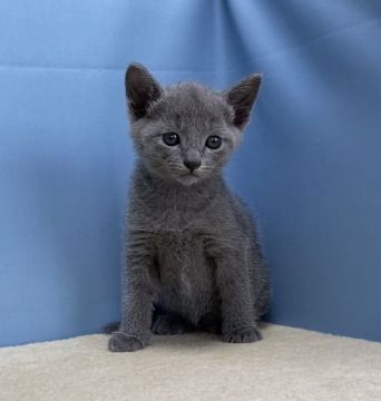 ロシアンブルー【群馬県・男の子・2020年9月14日・ブルー】の写真「カワイイです:)」