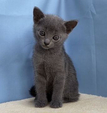 ロシアンブルー【群馬県・女の子・2020年10月3日・ブルー】の写真「カワイイ女の子です😺」