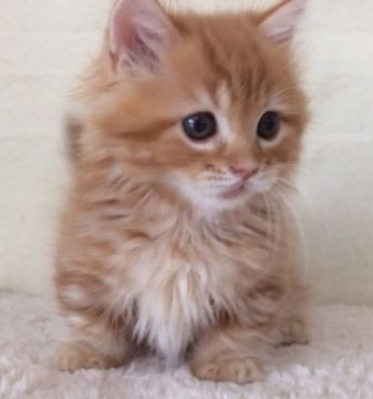 マンチカン【群馬県・男の子・2016年4月13日・レッドタビー（ロング）】の写真「短足君です。」