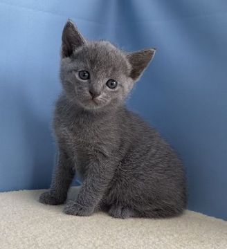 ロシアンブルー【群馬県・男の子・2020年4月16日・ブルー】の写真「カワイイ男の子です:)」
