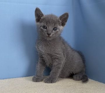 ロシアンブルー【群馬県・男の子・2020年4月17日・ブルー】の写真「カワイイ男の子です:)」