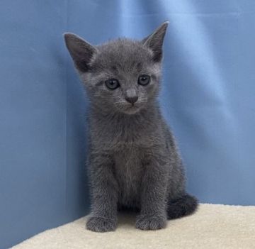 ロシアンブルー【群馬県・女の子・2020年9月4日・ブルー】の写真「カワイイ女の子です:)」