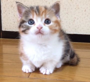 マンチカン【群馬県・女の子・2016年2月2日・キャリコ】の写真「短足ちゃんです。」