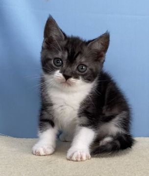 マンチカン(長足)【群馬県・男の子・2020年3月12日・ブラウンタビー&ホワイト】の写真「イケメン君です:)」