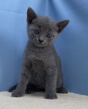 ロシアンブルー【群馬県・男の子・2020年7月6日・ブルー】の写真「カワイイ男の子です:)」