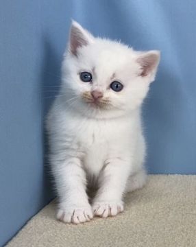 マンチカン(長足)【群馬県・男の子・2020年3月26日・ホワイト】の写真「カワイイ男の子です。」