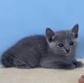 ロシアンブルー【群馬県・女の子・2024年4月9日・ブルー】の写真1