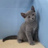 ロシアンブルー【群馬県・女の子・2023年7月11日・ブルー】の写真1