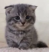 マンチカン【群馬県・男の子・2016年6月25日・ブルータビー】の写真1