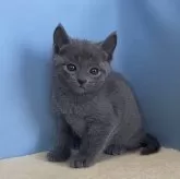 ロシアンブルー【群馬県・男の子・2024年3月30日・ブルー】の写真1