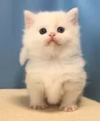 マンチカン(短足)【群馬県・女の子・2019年3月6日・ホワイト】の写真1