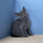 ロシアンブルー【群馬県・女の子・2022年5月14日・ブルー】の写真1