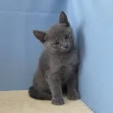 ロシアンブルー【群馬県・女の子・2022年5月14日・ブルー】の写真1