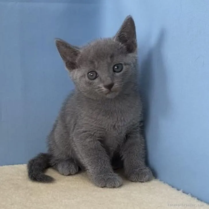 ID:2208-02679の子猫