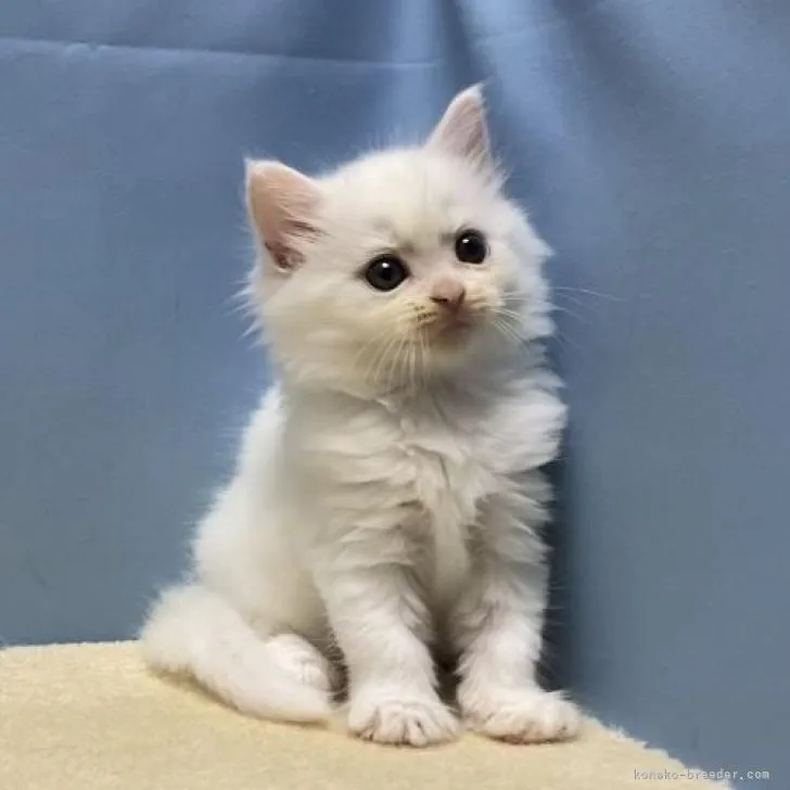 ID:2207-01662の子猫