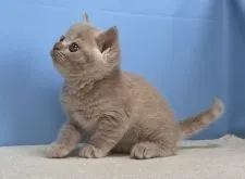 ブリティッシュショートヘア【群馬県・男の子・2020年5月26日・クリーム】の写真2