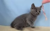 ロシアンブルー【群馬県・女の子・2024年4月19日・ブルー】の写真2