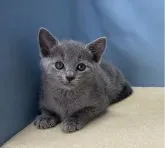 ロシアンブルー【群馬県・女の子・2023年2月7日・ブルー】の写真2