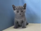 ロシアンブルー【群馬県・女の子・2024年4月9日・ブルー】の写真2