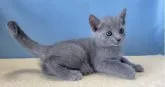 ロシアンブルー【群馬県・女の子・2023年7月11日・ブルー】の写真2