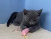 ロシアンブルー【群馬県・女の子・2022年5月14日・ブルー】の写真2