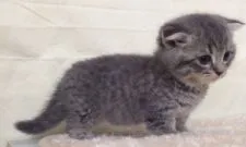 マンチカン【群馬県・男の子・2016年6月25日・ブルータビー】の写真2