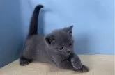 ロシアンブルー【群馬県・男の子・2024年3月30日・ブルー】の写真2