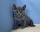 ロシアンブルー【群馬県・女の子・2022年5月14日・ブルー】の写真2