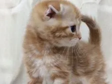 スコティッシュフォールド【群馬県・女の子・2015年1月15日・レッドタビー】の写真3