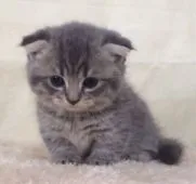 マンチカン【群馬県・男の子・2016年6月25日・ブルータビー】の写真3