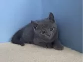 ロシアンブルー【群馬県・男の子・2024年3月30日・ブルー】の写真3