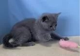 ロシアンブルー【群馬県・女の子・2024年4月9日・ブルー】の写真3