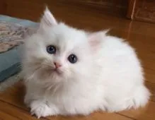 マンチカン【群馬県・女の子・2015年12月4日・ホワイト】の写真3