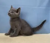 ロシアンブルー【群馬県・女の子・2022年5月14日・ブルー】の写真3