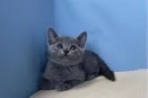 ロシアンブルー【群馬県・女の子・2022年5月14日・ブルー】の写真3
