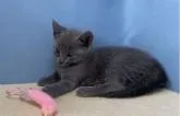 ロシアンブルー【群馬県・女の子・2022年5月14日・ブルー】の写真3